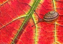 08 Schnirkelschnecke auf Weinlaub